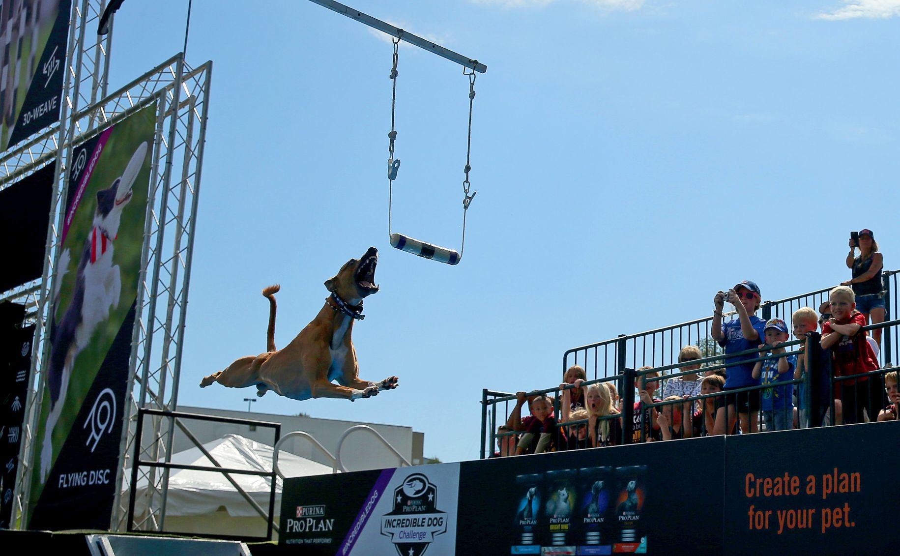 Incredible dogs compete at Purina Farms